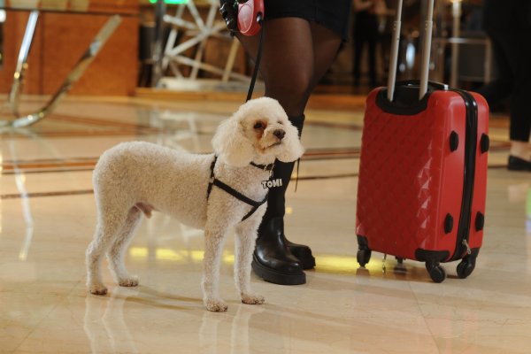 Argentina lidera el crecimiento de destinos pet friendly en América Latina