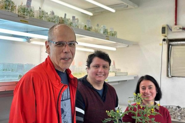 Con tecnología y modelos matemáticos estudian la adaptación de la planta de tomate al cambio climático