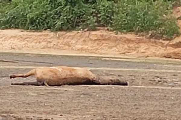 Corrientes: abandonan caballos enfermos y los dejan morir en el río Paraná