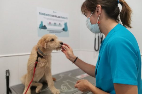 Corrientes inaugurará el primer banco de sangre animal del país