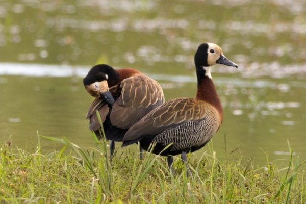 Tras el escándalo por las matanzas de aves autóctonas, solicitan información al gobierno de Santa Fe sobre los cotos de caza