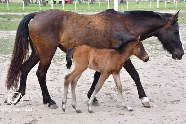 ¿Por qué se celebra el Día Mundial de los Animales?