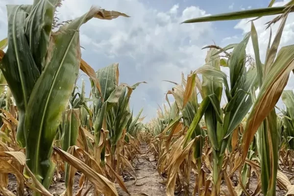 Alertan que La Niña traerá un verano con más calor y menos lluvias: el pronóstico que enciende las alarmas