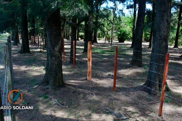 Vecinos en alerta: ¿posible tala de árboles en el Bosque de los Constituyentes?