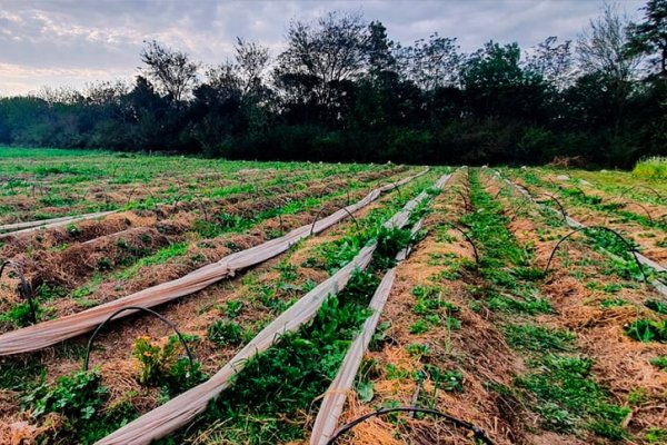 Se aproxima la primera cosecha de frutilla orgánica, un hecho histórico que sigue interpelando a la agricultura química