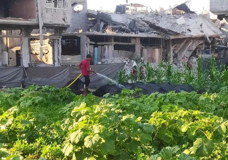 Un oasis verde en mitad de una Gaza moribunda