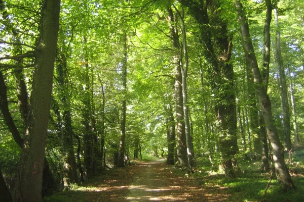 Ley de Bosques: provincias analizan acciones ante la eliminación del fondo fiduciario