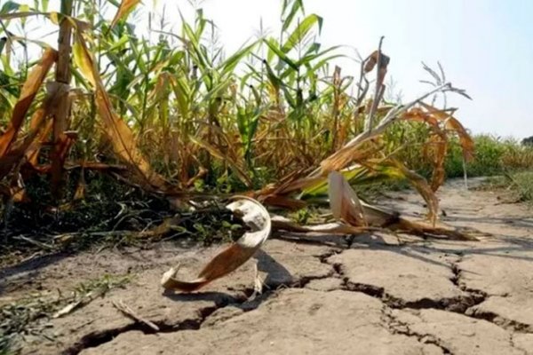 Declaran la emergencia por desastre agropecuario en cuatro departamentos del norte santafesino