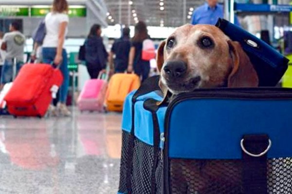 Cómo autogestionar un turno online para viajar con una mascota hacia el exterior