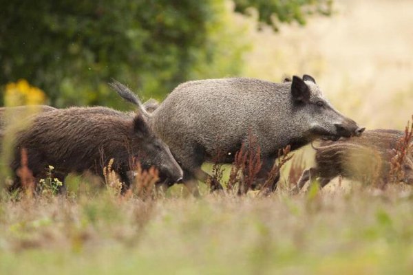 INVASORES! El Conicet y la UNNE respaldan al sector rural del NEA