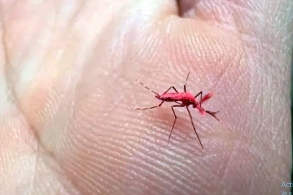 Liberan en Mendoza 10 mil «mosquitos rojos» para combatir el dengue