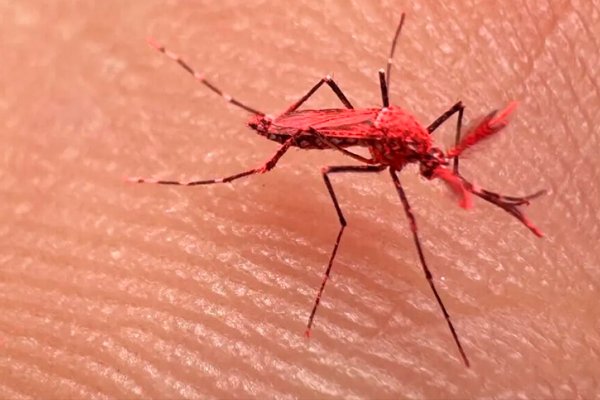 Mosquitos rojos para prevenir el dengue: ¿es posible su aplicación en Rosario?