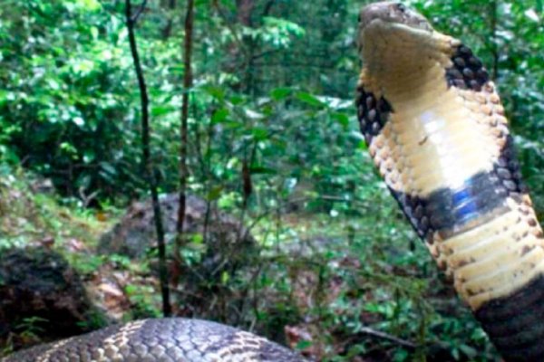 Hallan una gigantesca cobra venenosa en la India