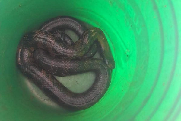 Rescatan una serpiente de la costanera correntina