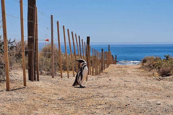 Comienza el juicio oral por la masacre de pingüinos en Punta Tombo