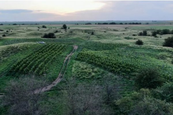 Un viñedo pionero en el sur de Trenque Lauquen