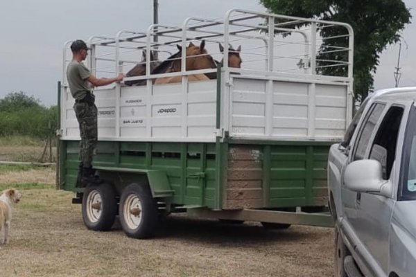 IMPARABLE! La policía secuestro animales equinos robados y un tráiler