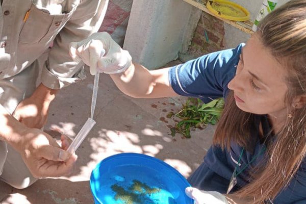 PELIGRO! Encuentran más criaderos de mosquitos en Corrientes