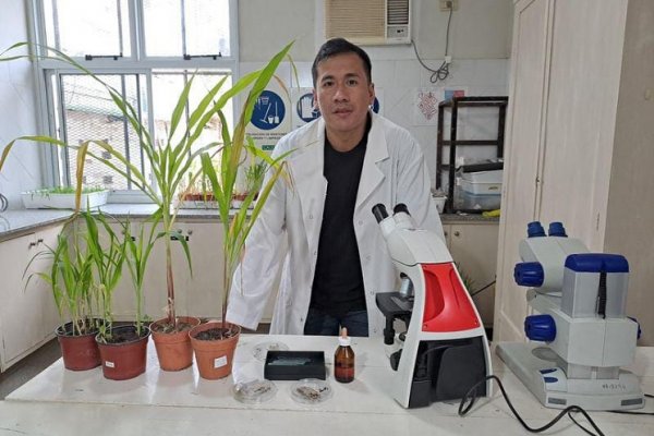 Becario identifica causante del tizón foliar del maíz en campos de Chaco y Corrientes