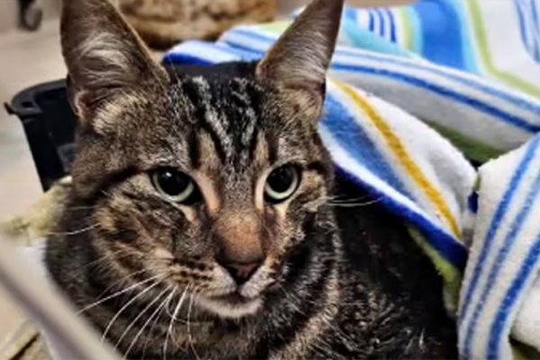 Milagro en Gesell: una gatita fue rescatada con vida tras estar ocho días bajo escombros