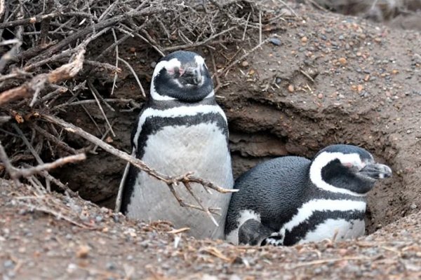 Declaran culpable al productor ganadero que mató a decenas de pingüinos en una reserva de Chubut