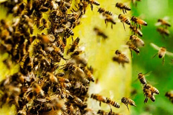 Fue atacado por un enjambre de abejas y falleció a causa de las picaduras