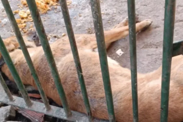 Grave caso de maltrato animal: un perro murió atado a un portón con más de 40ºC de calor