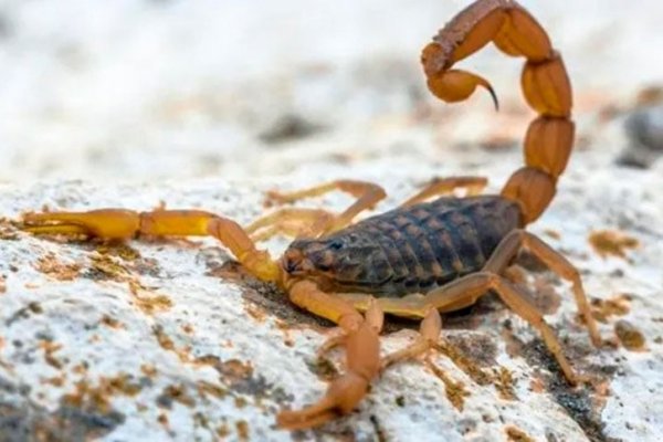 Alerta: aumenta el calor y aparecen alacranes, ¿cómo detectar la picadura?