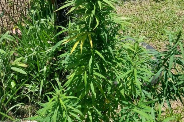 MARIHUANA! Incautan plantas y al dueño del inmueble en Corrientes