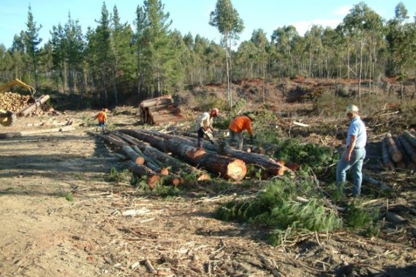 ECOCIDIO! Tribunal Internacional emitió fuerte acusación contra el modelo forestal de Corrientes