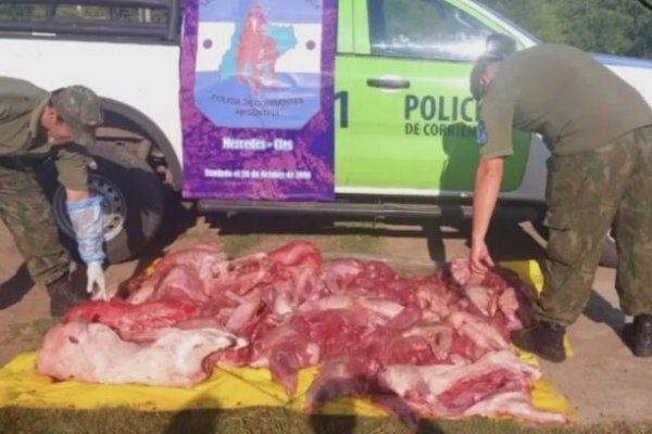 Detuvieron a una pareja con 300 kilos de carne de carpincho faenada