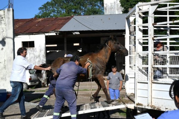 Un centenar de caballos recuperados fueron liberados en campos fuera de la ciudad