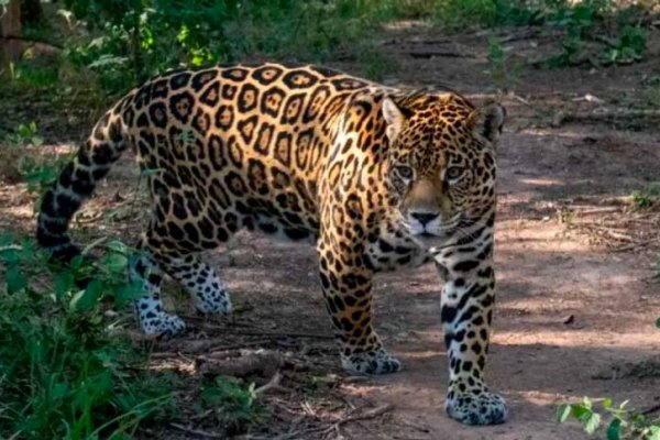 Increíble: una cámara captó a un yaguareté en Formosa