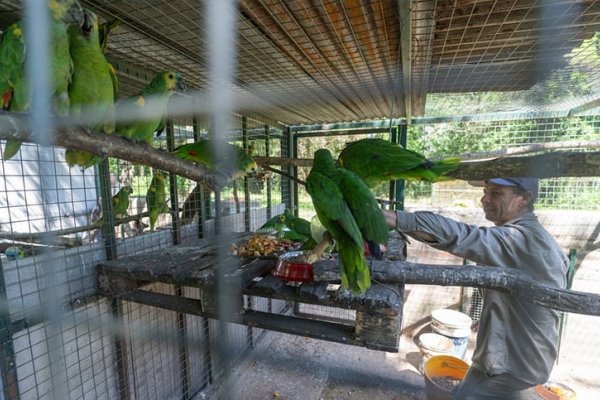 Santa Fe rehabilitará animales de siete especies distintas para reinsertarlos en sus hábitats