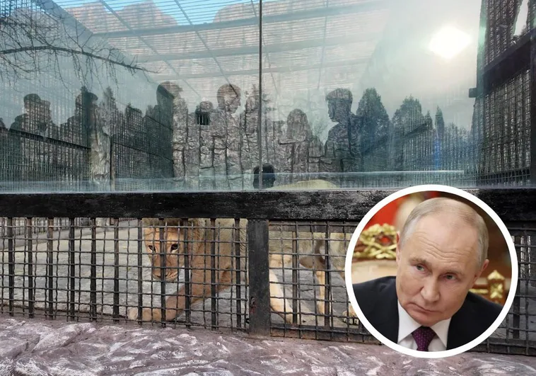 Alianza también zoológica: Putin regala una leona y osos a Corea del Norte mientras sus tropas luchan en Ucrania