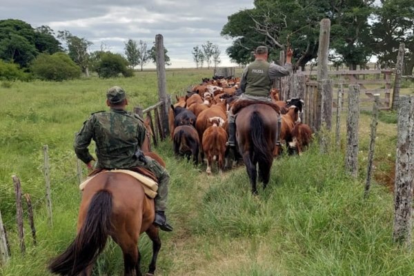 IMPARABLE! Más robo de ganados en Corrientes