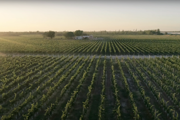 Festejamos el día del vino argetino junto a Bodega Jorge Rubio.