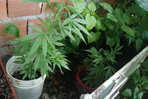 Encuentran en una casa cultivo de cannabis, armas y dinero