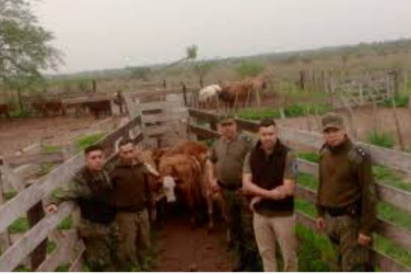 CUATRERISMO! Una estancia en Corrientes era centro de acopio de ganado robado