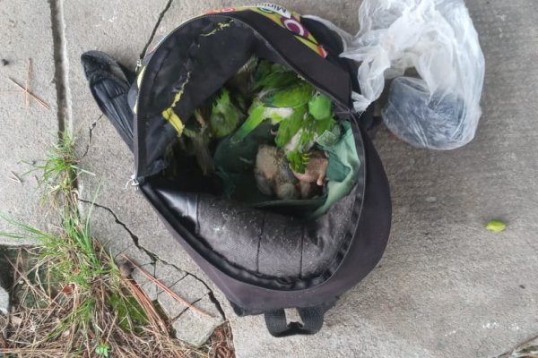 Decomisaron aves que eran transportadas en una mochila