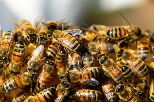 Corrientes: hombre fue atacado por un enjambre de abejas