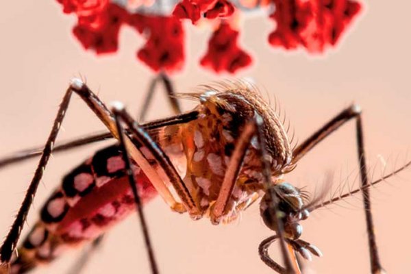 Dos casos de dengue autóctono en Rosario: «No estamos exentos de tener un brote de magnitud, como el año pasado»