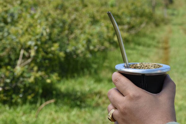 Productores yerbateros, sin salida a la vista: “Nos dijeron que la desregulación del mercado es innegociable”