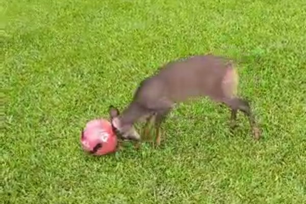 VIDEO I El venado que juega al fútbol en Mercedes Corrientes