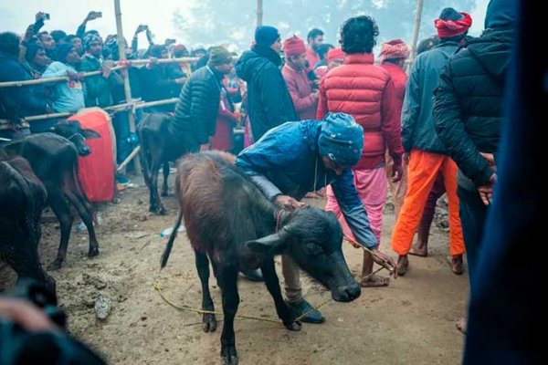 Activistas denuncian el sacrificio de más de cuatro mil animales en Nepal en un festival hindú