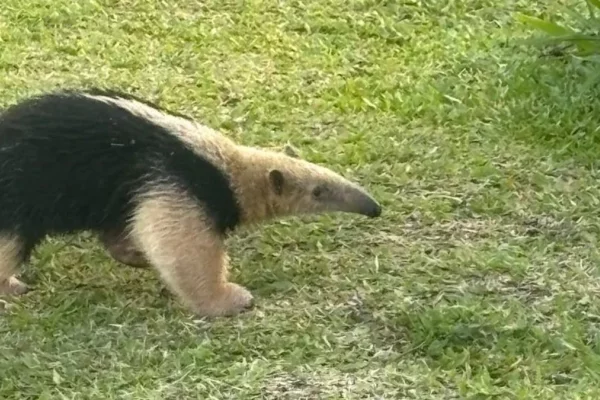 Un oso melero fue rescatado mientras paseaba por la costanera correntina