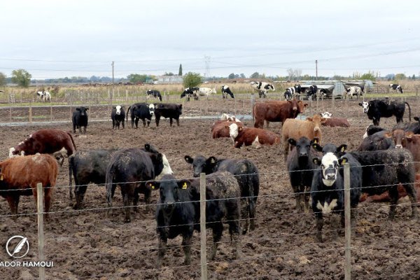 Conicet desarrolla un test rápido para detectar la tuberculosis bovina