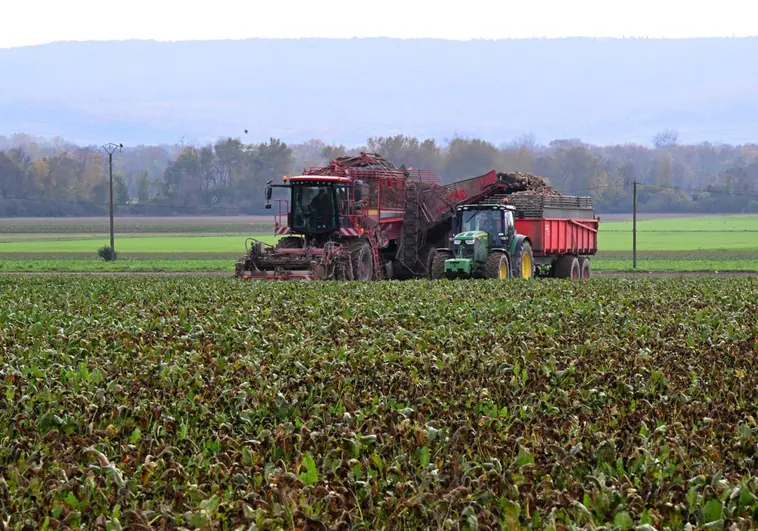 La Francia pobre y rural se «reconvierte» en la producción y consumo de drogas