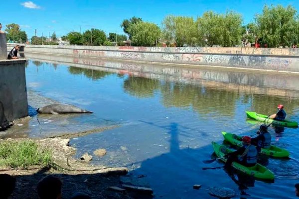 Un elefante marino sorprendió a los vecinos de La Plata al quedar en un arroyo