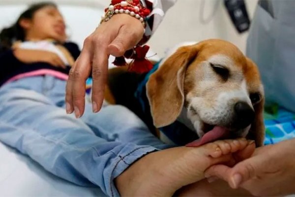 Con un protocolo estricto, pacientes internados en hospitales de Rosario podrían recibir a sus mascotas